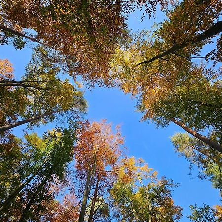 Fewo Am Wald Boek ภายนอก รูปภาพ